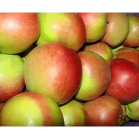 Яблоки Лиголь (Ligol)